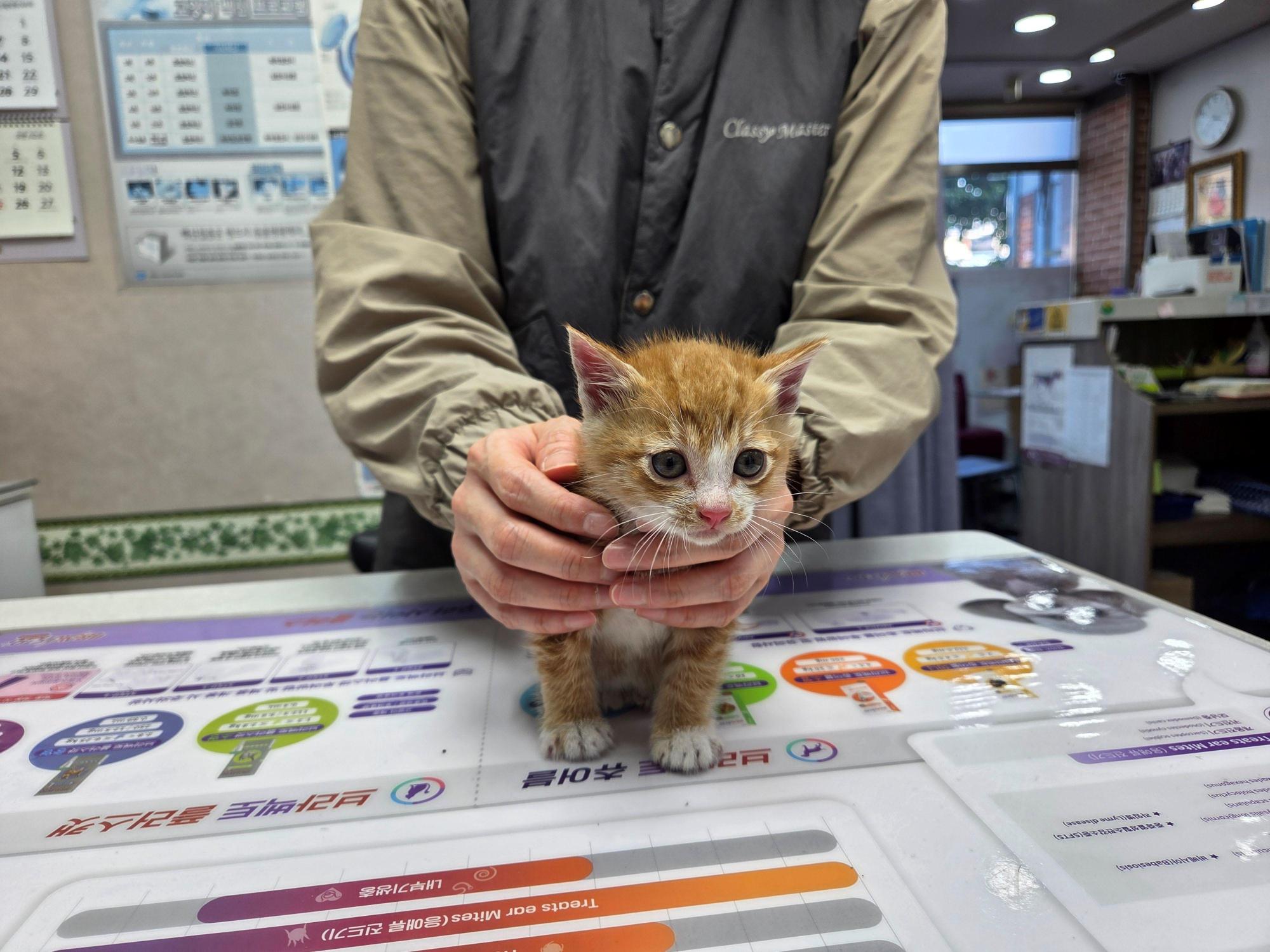 종료(입양) 한국 …